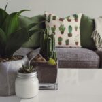 Modern living room featuring potted plants, cactus decor, and a cozy sofa.